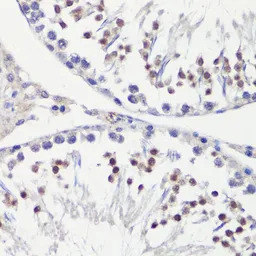 HFM1 antibody