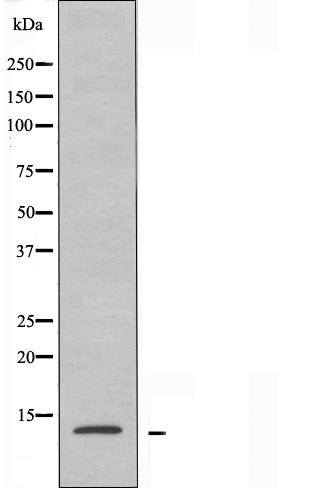 RPL30 Antibody