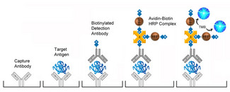 Sandwich ELISA Platform Overview