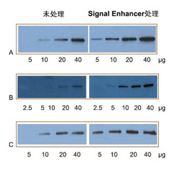 Western Blot增强剂应用实例