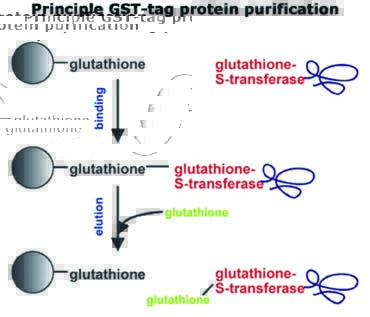 一站式GST标记蛋白质微量纯化套装原理