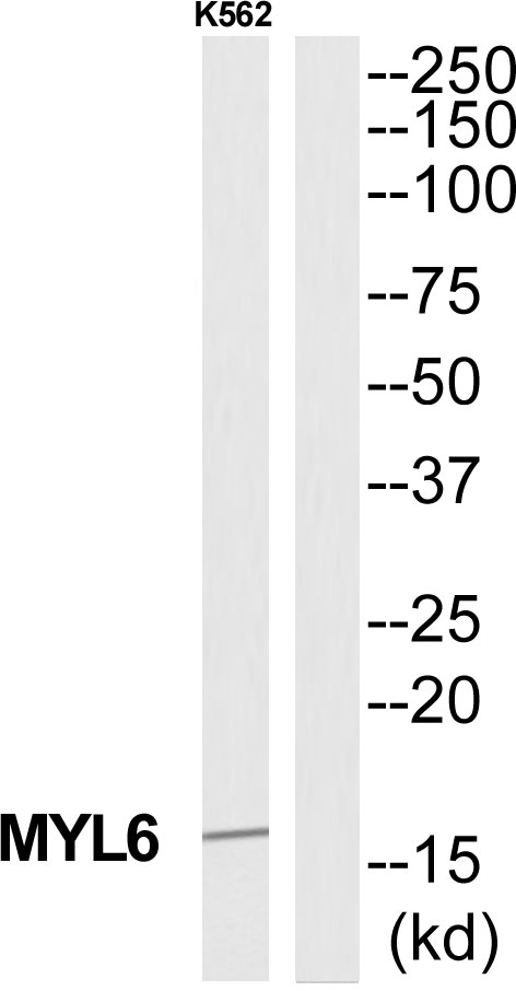 MYL6 Antibody