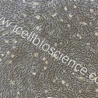 小鼠卵巢颗粒细胞永生化/免疫荧光鉴定/镜像绮点（Cellverse）