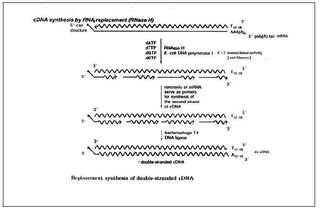 cDNA第二链合成的原理
