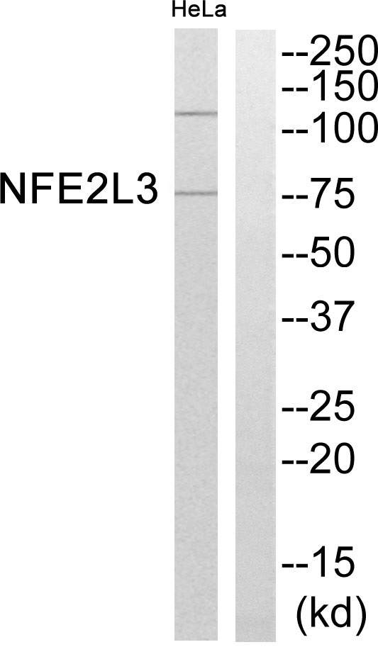 NFE2L3 Antibody