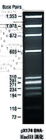 DNA marker(φX174 DNA/HaeIII)