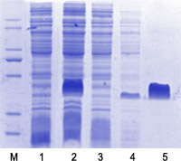 PET28a系统于BL21(DE3)中诱导表达蛋白