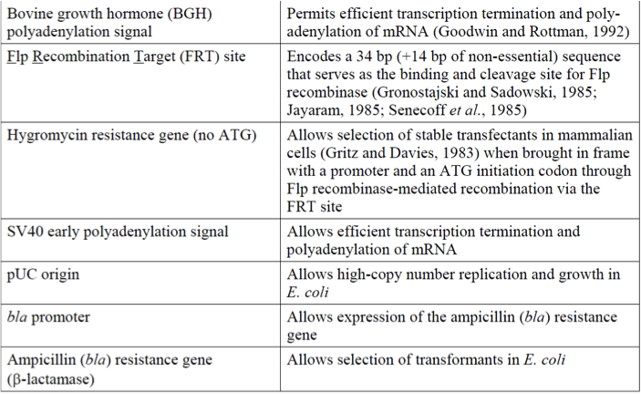 pcDNA5/FRT/V5-His-TOPO