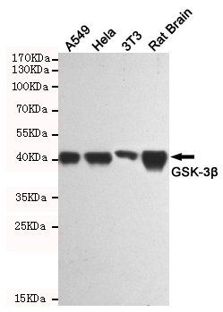 GSK3 β Mouse mAb