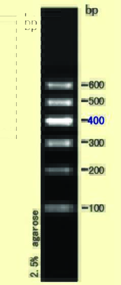 DNA ladder(100-600bp)