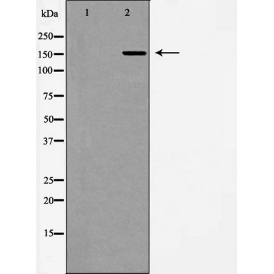 NOS1 Antibody
