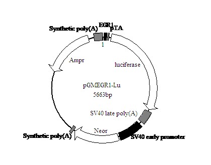 Elk1-GFP报告基因质粒