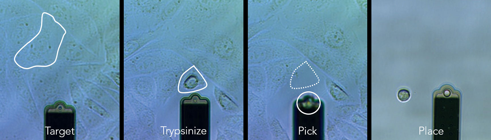 多功能单细胞显微操作系统-FluidFM OMNIUM
