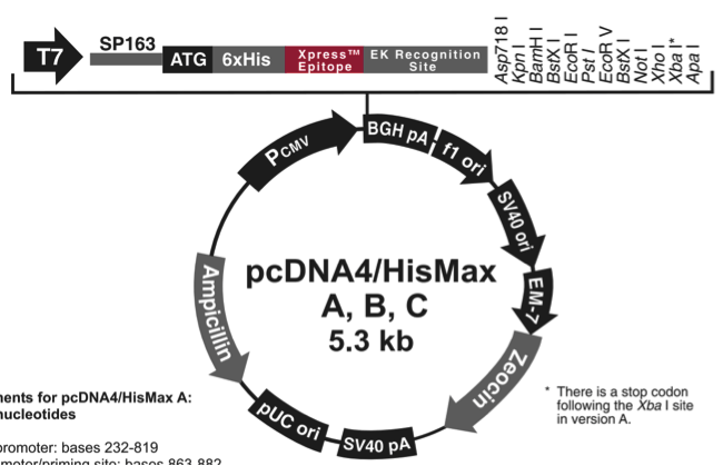 pcDNA4/HisMax B