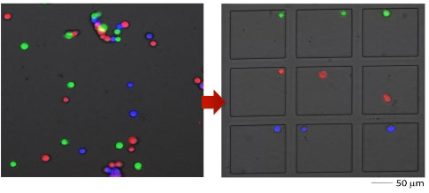 多功能单细胞显微操作系统-FluidFM OMNIUM