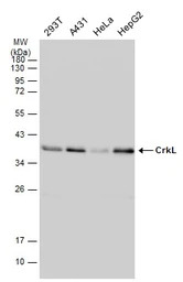 CrkL antibody [GT466]