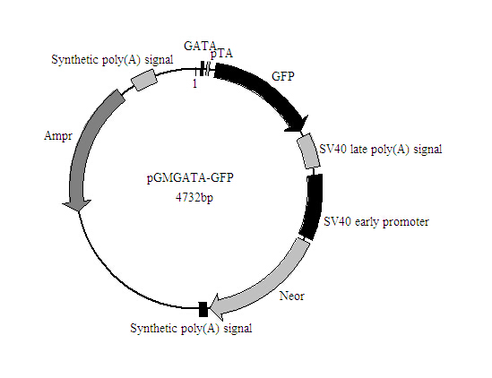 GATA-GFP报告基因质粒