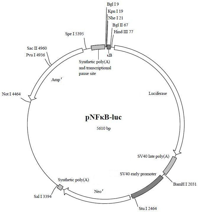 JM109化学感受态细胞