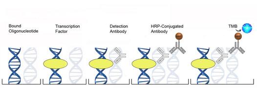 DNA-Binding ELISA Platform Overview