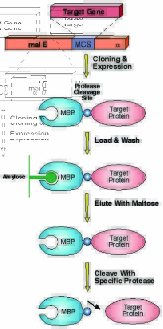 一站式MBP标签蛋白纯化套装原理