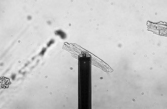 多功能单细胞显微操作系统-FluidFM OMNIUM