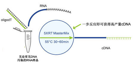 一步法第一链cDNA合成试剂盒示意图