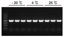 2×PCR Master Mix(不含染料)