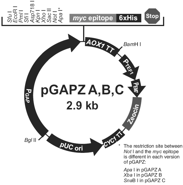 pGAPZ B载体图谱