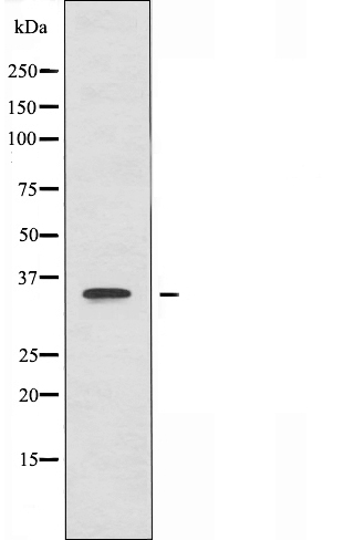 HMG20B Antibody