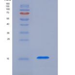 小鼠白介素16(IL16)重组蛋白重组蛋白