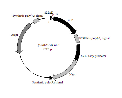 SMAD-GFP报告基因质粒