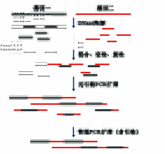 DNA Shuffling试剂盒原理示意图