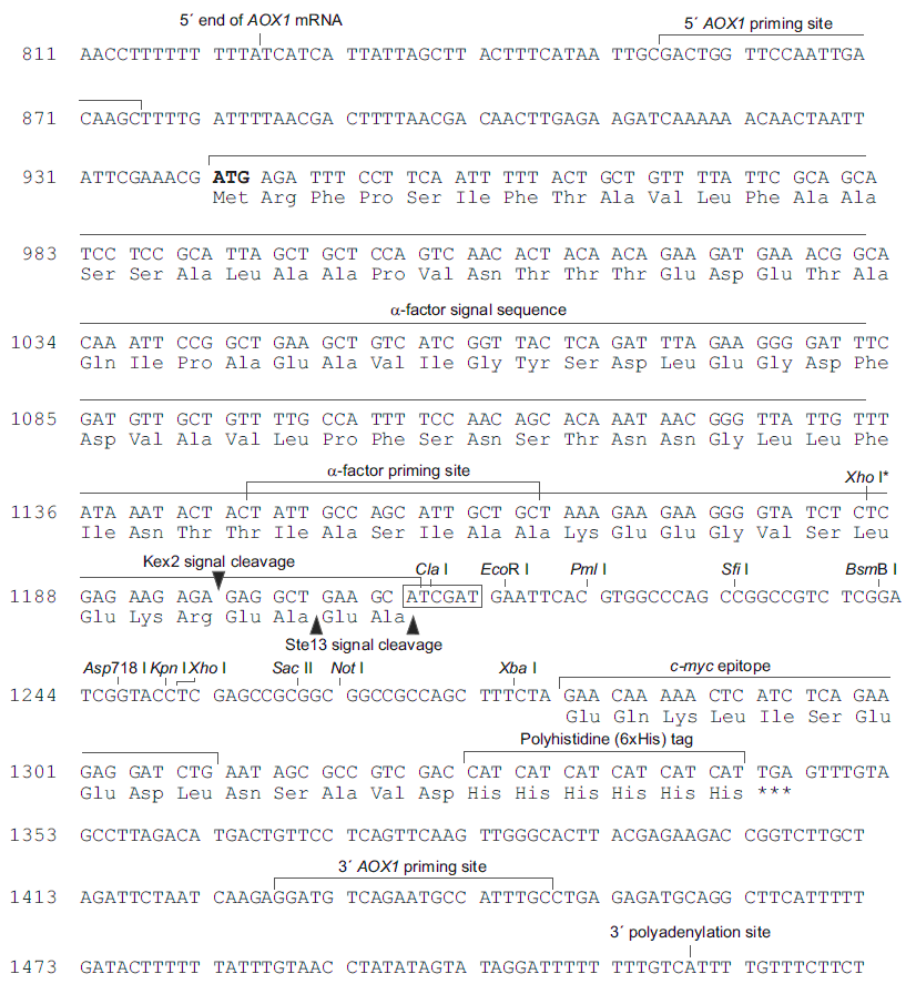 pPIC6αC 载体多克隆位点 点击看大图 pPIC6αC 多克隆位点
