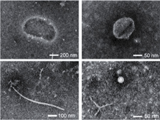 多功能单细胞显微操作系统-FluidFM OMNIUM