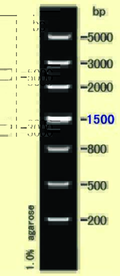 DNA ladder(200-5000bp)