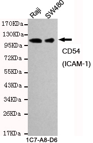 CD54(ICAM-1) Mouse mAb