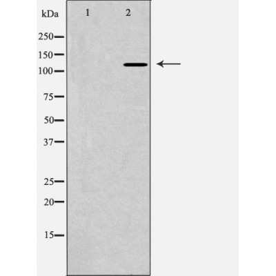 POLD1 Antibody