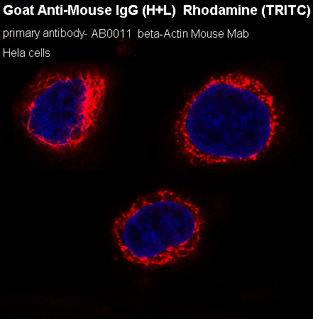 Goat Anti-Mouse IgG (H+L) Rhod
