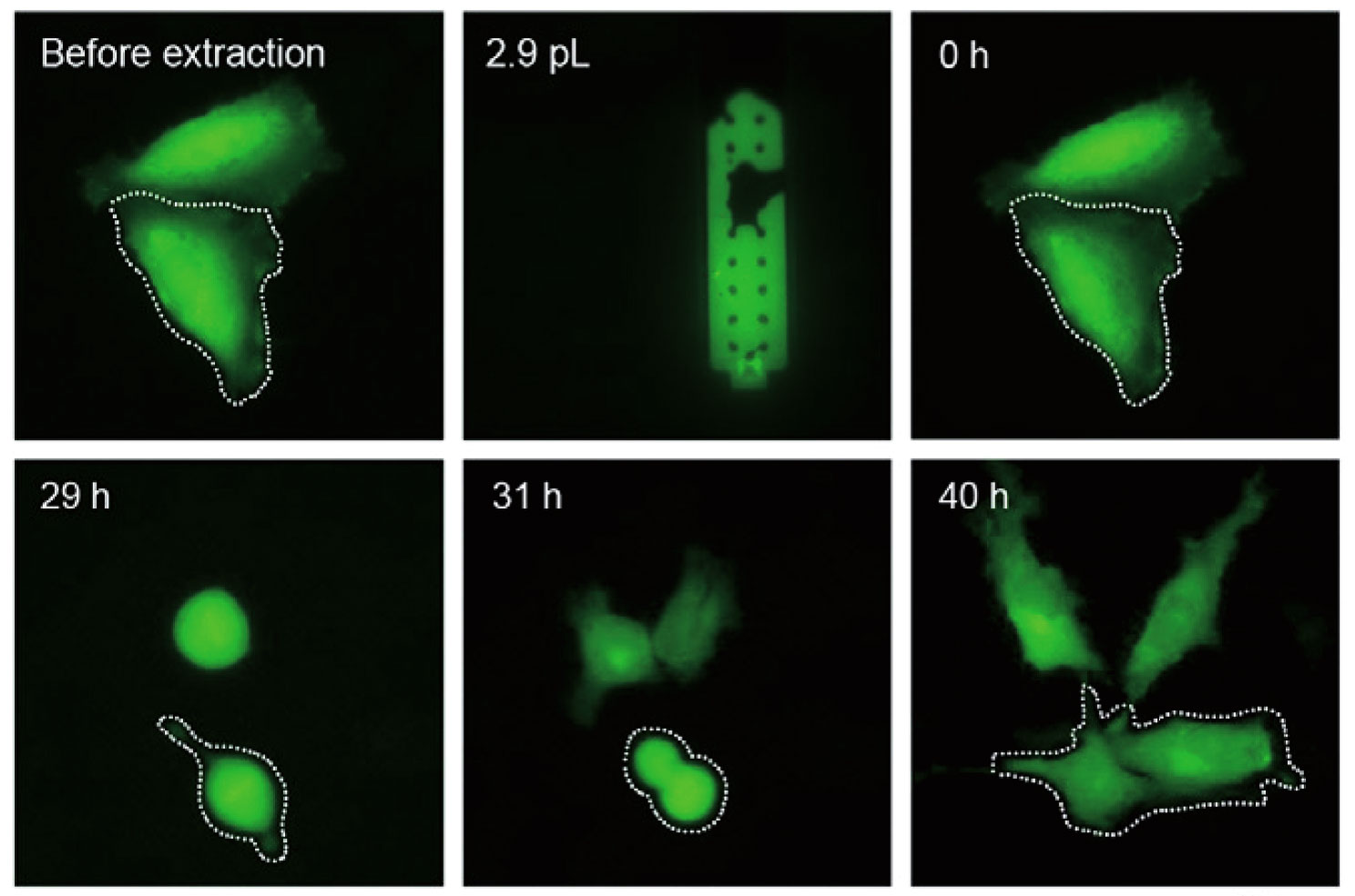 多功能单细胞显微操作系统-FluidFM OMNIUM