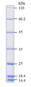 未染色蛋白质分子量标准（14.4-116 kDa）