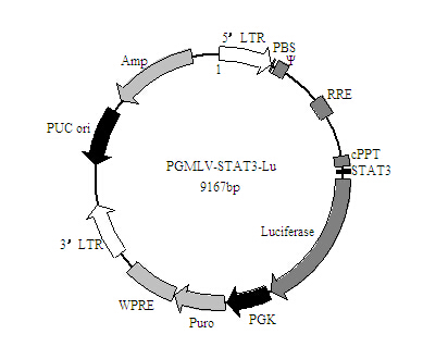 STAT3-Luc 报告基因慢病毒颗粒