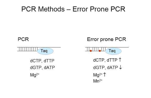 易错PCR和常规PCR的比较