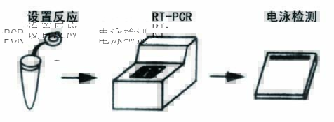 一步式RT-PCR Mix操作流程图