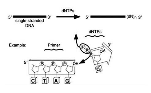 TdT加尾法DNADigoxin标记试剂盒原理示意图