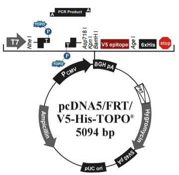 pcDNA5/FRT/V5-His-TOPO