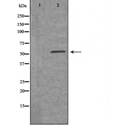 EMR4 Antibody