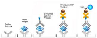 Sandwich ELISA Platform Overview