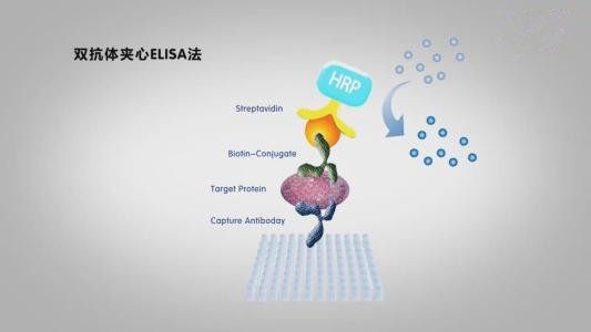 小鼠调节活化蛋白(Rantes)ELISA试剂盒实验室专用