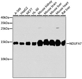 NDUFA7 antibody