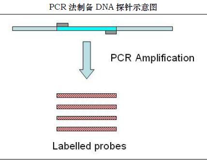 PCR标记的原理示意图